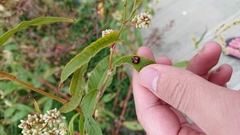 Coelophora biplagiata