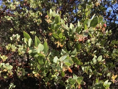 Arctostaphylos pechoensis