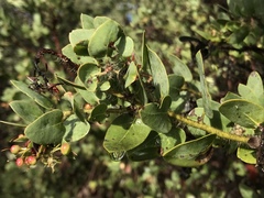 Arctostaphylos pechoensis