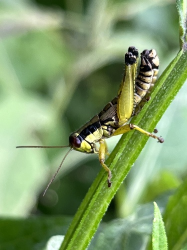 Graceful Grasshopper photo 5