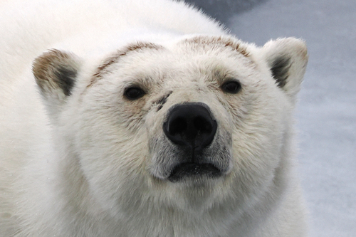 Polar Bear (Ursus maritimus), a lookalike recorded in Alaska