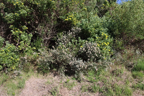 Image of Metalasia pungens by (c) Tony Rebelo, some rights reserved (CC BY-SA)