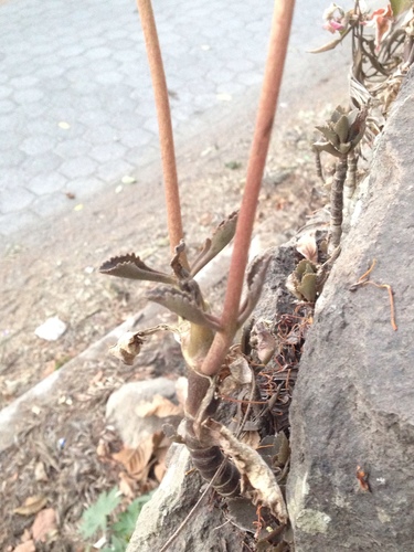 Kalanchoe crenata, photograph 5