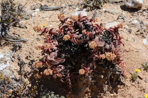Crassula fusca