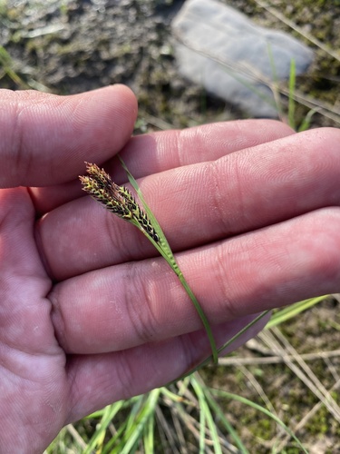 goosegrass sedge (Carex eleusinoides)