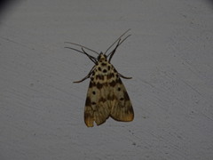 Sommeria marchalii