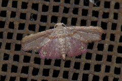 Niaccaba sumptualis
