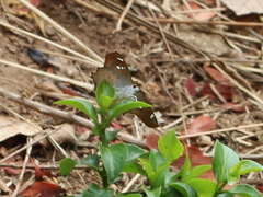 Caprona ransonnettii