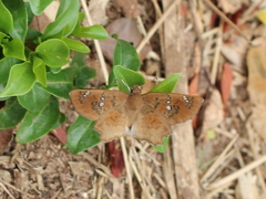 Caprona ransonnettii