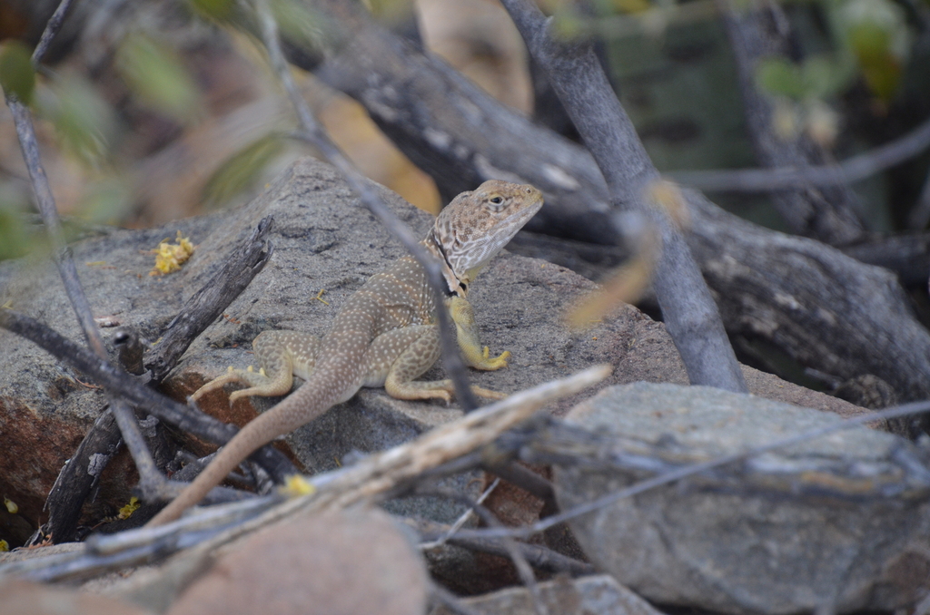 Sonoran Collared Lizard in May 2023 by Marco Mora · iNaturalist