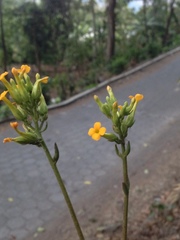 author not stated, no rights reserved Kalanchoe crenata, photograph author not stated, no rights reserved