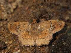 Caprona ransonnettii
