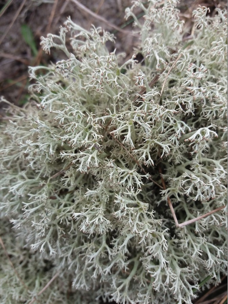 Cladonia arbuscula ssp mitis (Terricolous Lichens of the Ordino Valley ...