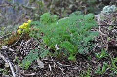 Lomatium papilioniferum