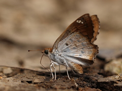 Caprona ransonnettii