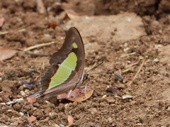 Polyura bharata