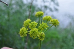 Lomatium papilioniferum