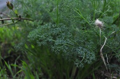 Lomatium papilioniferum