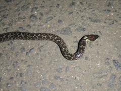 Lycodon capucinus