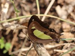 Polyura