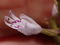 Stenoglottis fimbriata