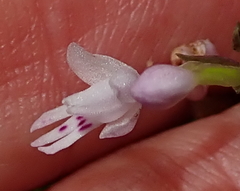 Stenoglottis fimbriata