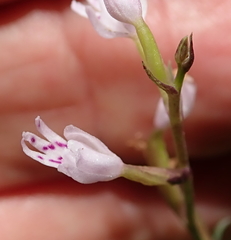 Stenoglottis fimbriata