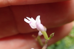 Stenoglottis fimbriata