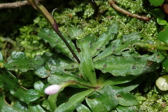 Stenoglottis fimbriata