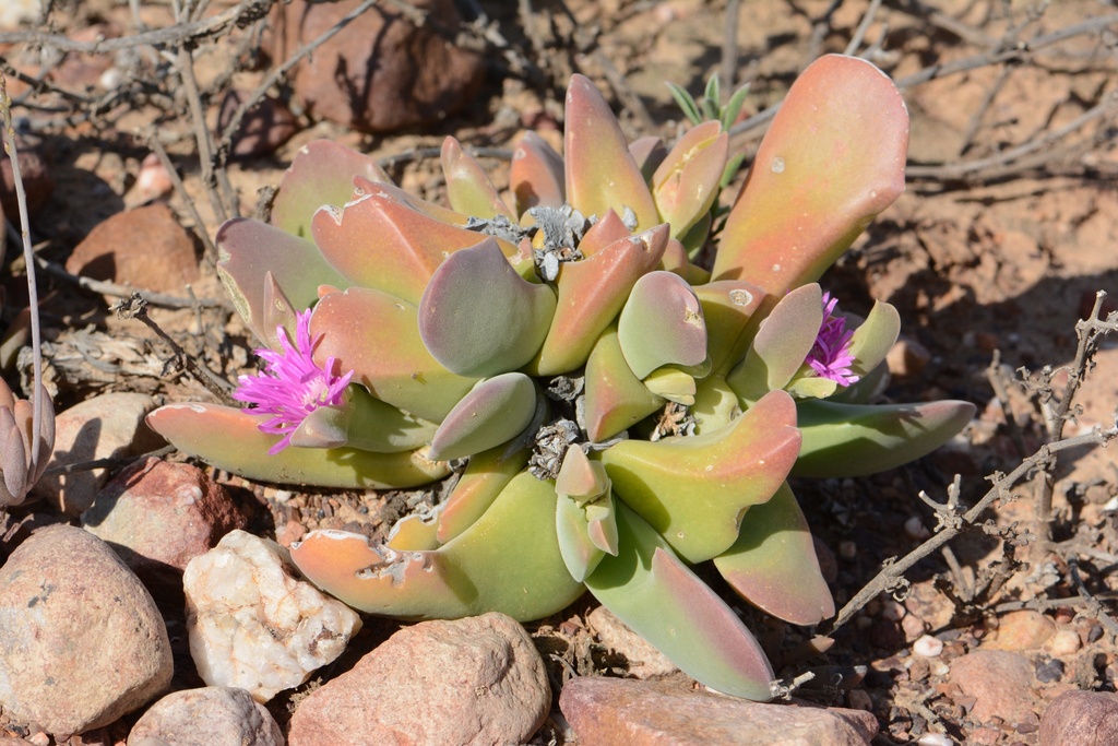 Gibbaeum velutinum, Eden, ZA-WC, ZA