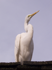 Ardea alba
