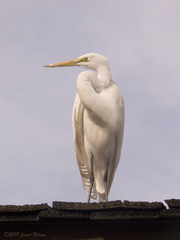 Ardea alba