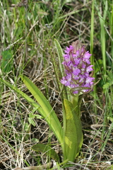 Dactylorhiza incarnata cruenta