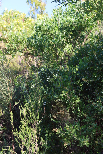 Image of Agathosma apiculata by (c) Tony Rebelo, some rights reserved (CC BY-SA)