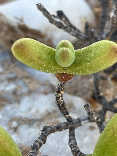 Dicrocaulon ramulosum