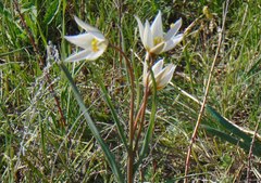 Tulipa patens