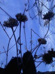 Verbesina alternifolia