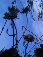 Verbesina alternifolia