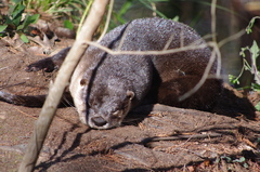 Lontra canadensis