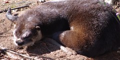 Lontra canadensis