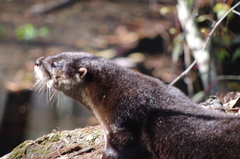 Lontra canadensis