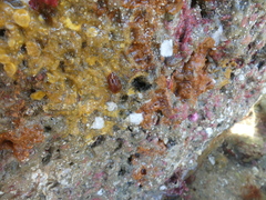 Doriopsilla albopunctata