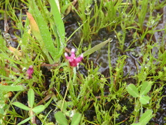 Trifolium depauperatum