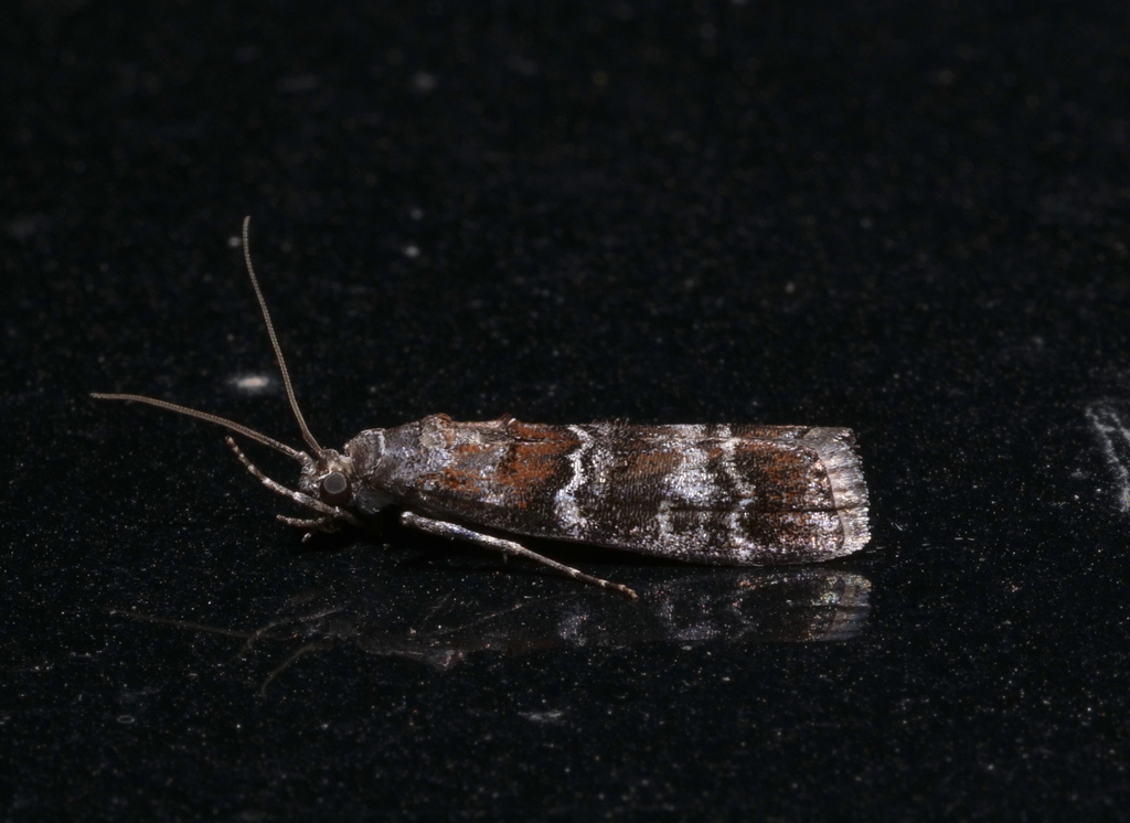 Western Pine Moth