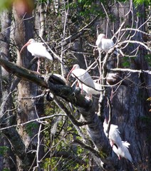 Eudocimus albus