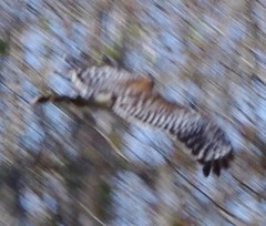 Buteo lineatus