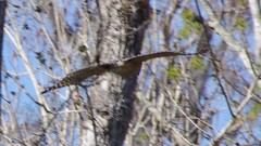 Buteo lineatus