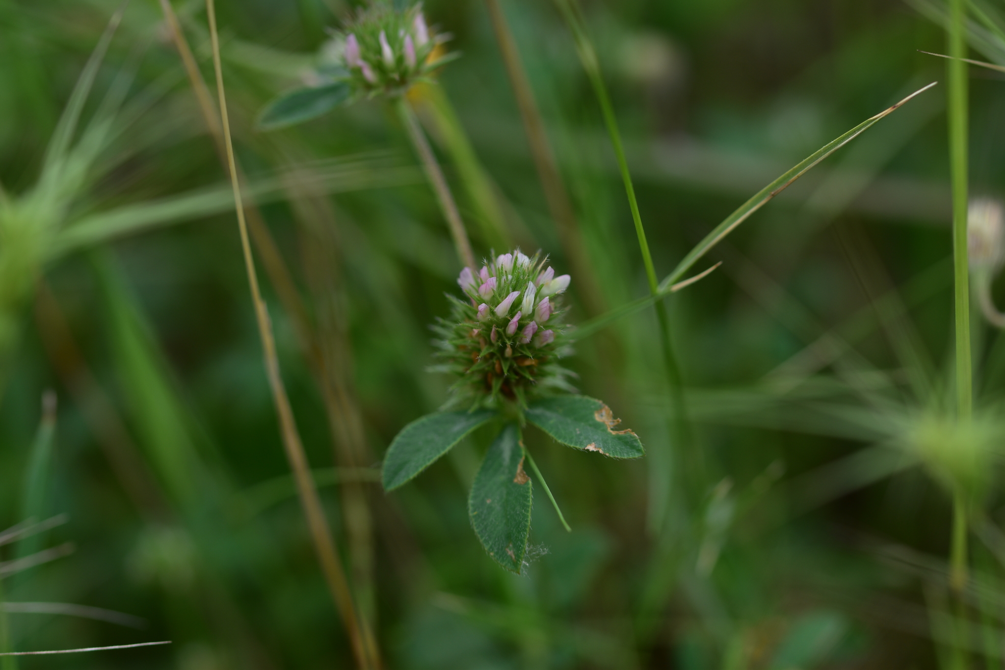Trifolium lucanicum