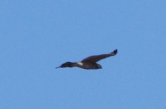 Buteo lineatus