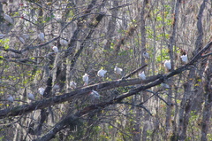 Eudocimus albus